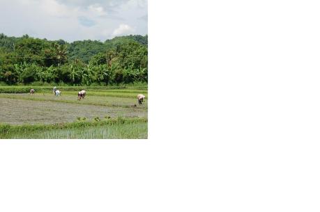 Planting Rice, N. Luzon, Philippines